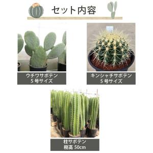 サボテンで造るロックガーデンセット 3品種 [...の詳細画像1