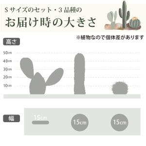 サボテンで造るロックガーデンセット 3品種 [...の詳細画像3