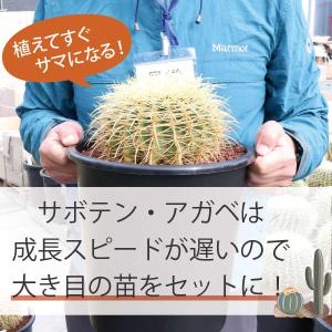 サボテンで造るロックガーデンセット 3品種 [...の詳細画像5