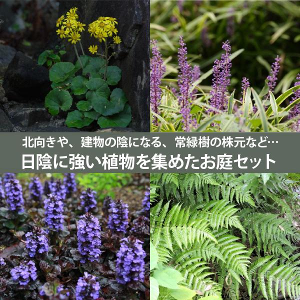 シェードガーデン 植物