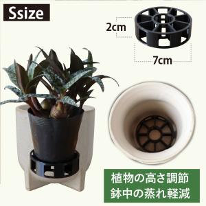 農場直送！］アストロフィツム ランポー玉 開花株 (鸞鳳玉・らんぽう