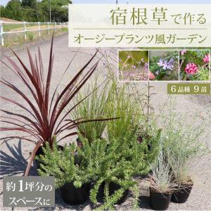 3月中旬以降発送** ロックガーデンセット これを植えるだけでお洒落