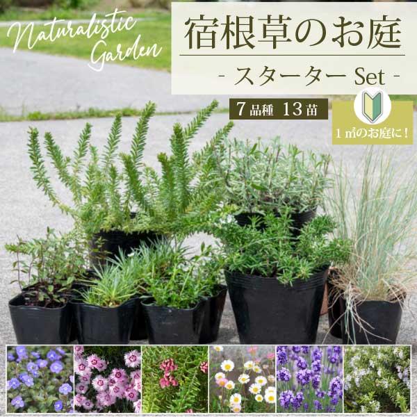 ［宿根草のお庭セット］ナチュラリスティックガーデン　まずはこのセットから！スターターセット 9-15...