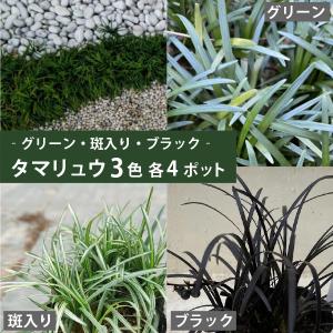 タマリュウ 3色セット 玉竜 斑入り玉竜 黒竜 7.5-10.5cm 3色12個セット<br> グランドカバー 和モダン 常緑多年草 シェードガーデン 日陰