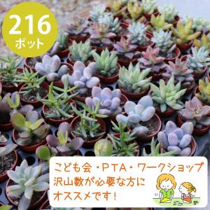 農場直送！多肉植物 ミニ苗 10個セット 1寸 (1号 3cmポット) 多肉