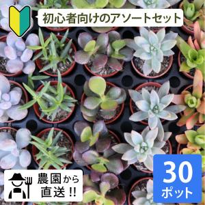 農場直送！多肉植物 ミニ苗 10個セット 1寸 (1号 3cmポット) 多肉
