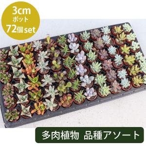 セネシオセット6種 多肉植物のセット キク科多肉植物 セネシオ根付苗