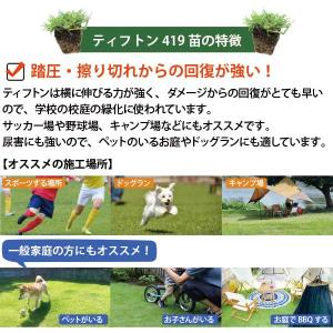 【植付時の肥料付!】西洋芝 ティフトン 419...の詳細画像1