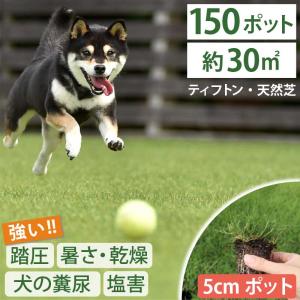 厚岸産ホテイアツモリソウ 花1芽株 : 岩崎園芸ネットストア Yahoo店