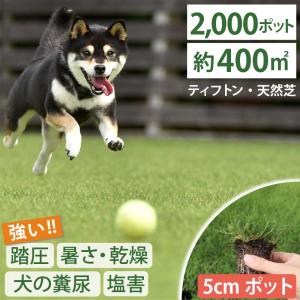 【植付時の肥料付！】ティフトン 419 西洋芝 芝苗2000個 セット (5cm角ポット、約400平米分) ドッグラン 暑さに強い暖地型