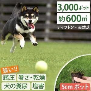 【植付時の肥料付！】ティフトン 419 西洋芝 芝苗3000個 セット (5cm角ポット、約600平米分) ドッグラン 暑さに強い暖地型