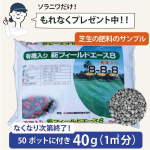 ***在庫確認要***【植付時の肥料付!】ティ...の詳細画像1