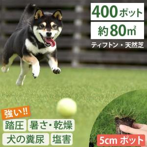 【今だけ芝の肥料プレゼント】ティフトン 419 西洋芝 芝苗 400個 セット (5cm角ポット、約80平米分) ドッグラン 暖地型 スポーツ芝