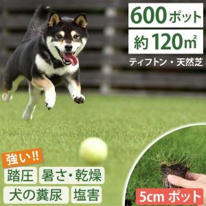 【今だけ芝肥料のプレゼント】ティフトン 419 西洋芝 芝苗 600個 セット (5cm角ポット、約120平米分) ドッグラン 暑さに強い暖地型