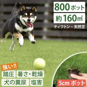 【植付時の肥料付！】ティフトン 419 西洋芝 芝苗800個 セット (5cm角ポット、約160平米分) ドッグラン 暑さに強い暖地型