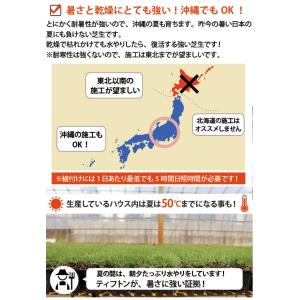 【植付時の肥料付!】ティフトン 419 西洋芝...の詳細画像3