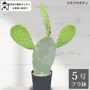 キンシャチ 金シャチ 金鯱 サボテン 8号鉢 樹齢約10-12年！ 観葉植物