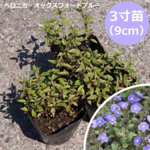 ミニセントポーリア セトコ カラーミックス 2.5号 7.5cmポット 20個