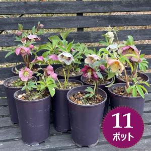 クリスマスローズ開花株 DD多弁系メロンゴールド 239 現品限り : 金井