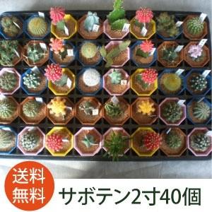 キンシャチ 金シャチ 金鯱 サボテン 12号鉢 樹齢約20年 プラ鉢 室内
