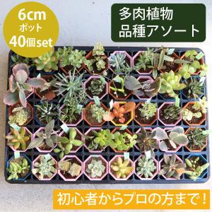農場直送！多肉植物 ミニ苗 10個セット 1寸 (1号 3cmポット) 多肉