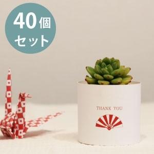 [40set]多肉植物 プチギフトセット(和風デ...の商品画像