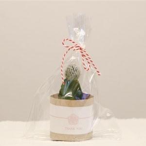 [40set]多肉植物 プチギフトセット(和風...の詳細画像3