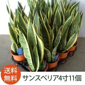 農場直送］キンシャチ 金シャチ 金鯱 サボテン 8号鉢2個セット