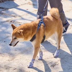 Let s walk お散歩用くつ パウラップ...の詳細画像3