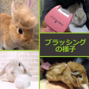 ファーミネーター 小動物用 ( 24セット )...の詳細画像3