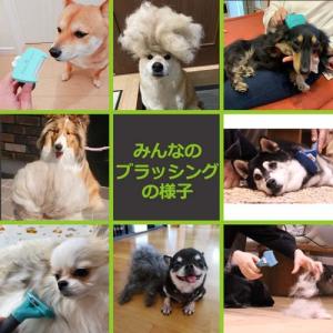ファーミネーター 中型犬 Mサイズ 短毛種用 ...の詳細画像2