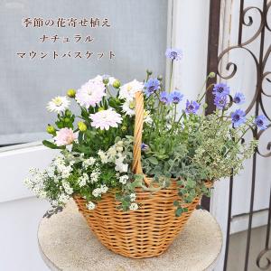 季節の花 寄せ植え おまかせ マウント バスケット ナチュラル おしゃれ プレゼント ギフト