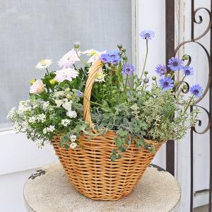 季節の花 寄せ植え おまかせ マウント バスケ...の詳細画像1