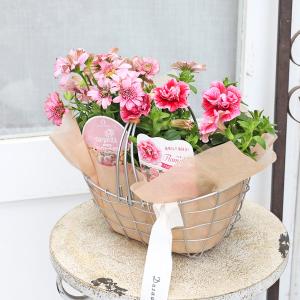 かわいい花苗2点＆ナチュラルワイヤーバスケットのセット おしゃれ 華やか 寄せ植え 母の日 プレゼント ギフト
