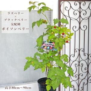 値下げセール 果樹苗木 ボイソンベリー ラズベリー ブラックベリー 6号 高さ80cm 家庭栽園 果物 おいしい 実がなる 収穫 庭