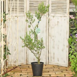 サザンフィールド Gardeningshop オリーブ ユーカリ 庭木 鉢植え Yahoo ショッピング