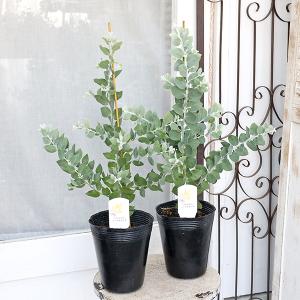 常緑苗木 オリーブ ミッション シプレッシーノ 3号 ソウジュ 創樹 庭木