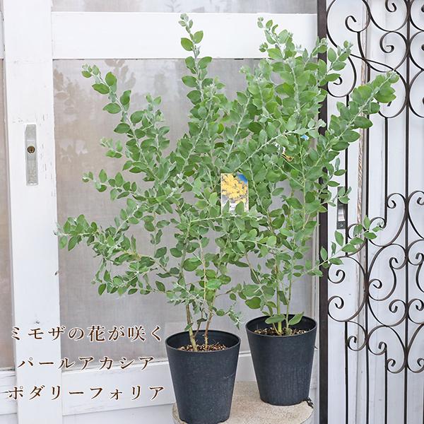 常緑苗木 パールアカシア ポダリーフォリア 5号 高90cm ミモザ 黄色い花 おしゃれ 春に咲く ...