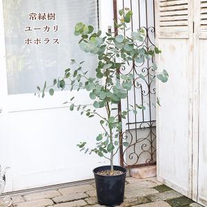 サザンフィールド gardeningshop - オリーブ ユーカリ 庭木 鉢植え