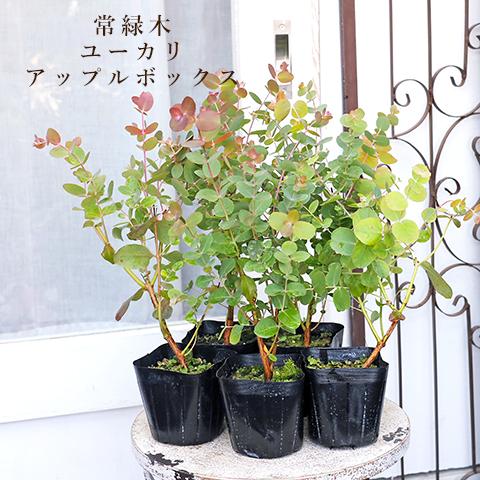 常緑苗木 ユーカリ アップルボックス 3.5号 庭木 植木 丸葉 香り シンボルツリー