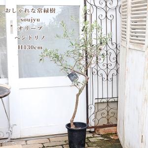 国産 オリーブ シプレッシーノ cipressino 現品 植木 庭木 大型 約