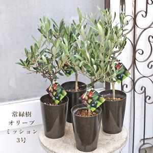 観葉植物 おりーぶ SOUJU（創樹）ブランド：オリーブの木*3号