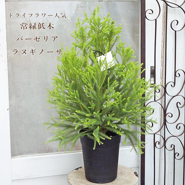 常緑苗木 バーゼリア ラヌギノーサ 6号 高70cm 庭木 低木 おしゃれ クリスマスツリー 白い花...