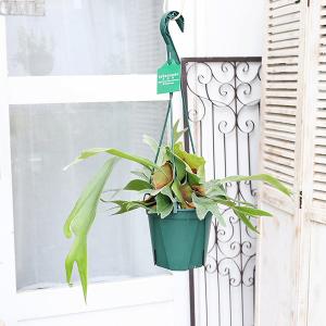 観葉植物 コウモリラン ネザーランド 5号吊り...の詳細画像1