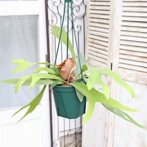 観葉植物 コウモリラン ネザーランド 5号吊り...の詳細画像4