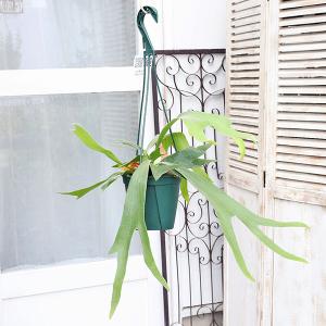 観葉植物 コウモリラン ネザーランド 5号吊り...の詳細画像5