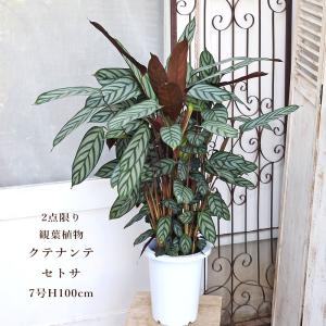 現品) エクメア トリアングラリス (No.62451) (観葉植物 おしゃれ