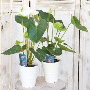 アンスリウム 花 白 花 ガーデニング の商品一覧 通販 Yahoo ショッピング