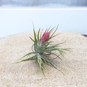 観葉植物 エアープランツ チランジア ストリク...の詳細画像1