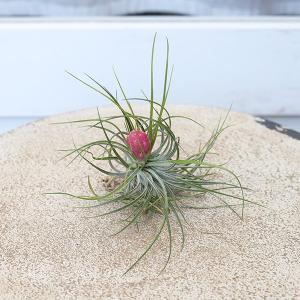 観葉植物 エアープランツ チランジア ストリク...の詳細画像2